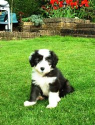 Rylie in the garden